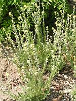 Fibigia clypeata (fam Cruciferes) (Europe meridionale, Asie occidentale) (1) (Photo F. Mrugala)